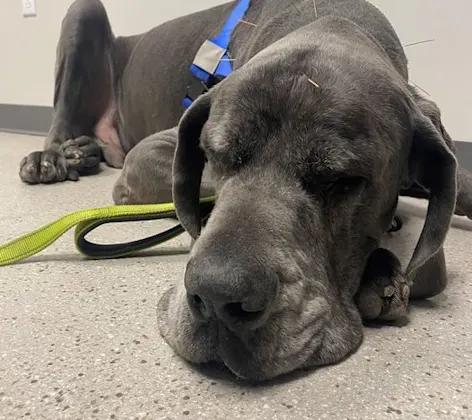 Dog receiving acupuncture Dog receiving acupuncture