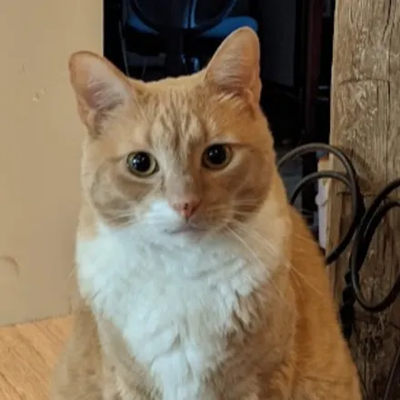 Regal Butter Cat