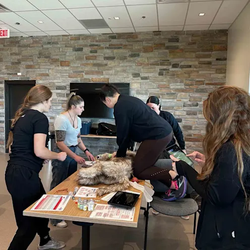 Staff performing CPR on a mannequin Staff performing CPR on a mannequin