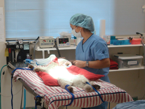 Surgery Suite at Brentwood Veterinary Hospital
