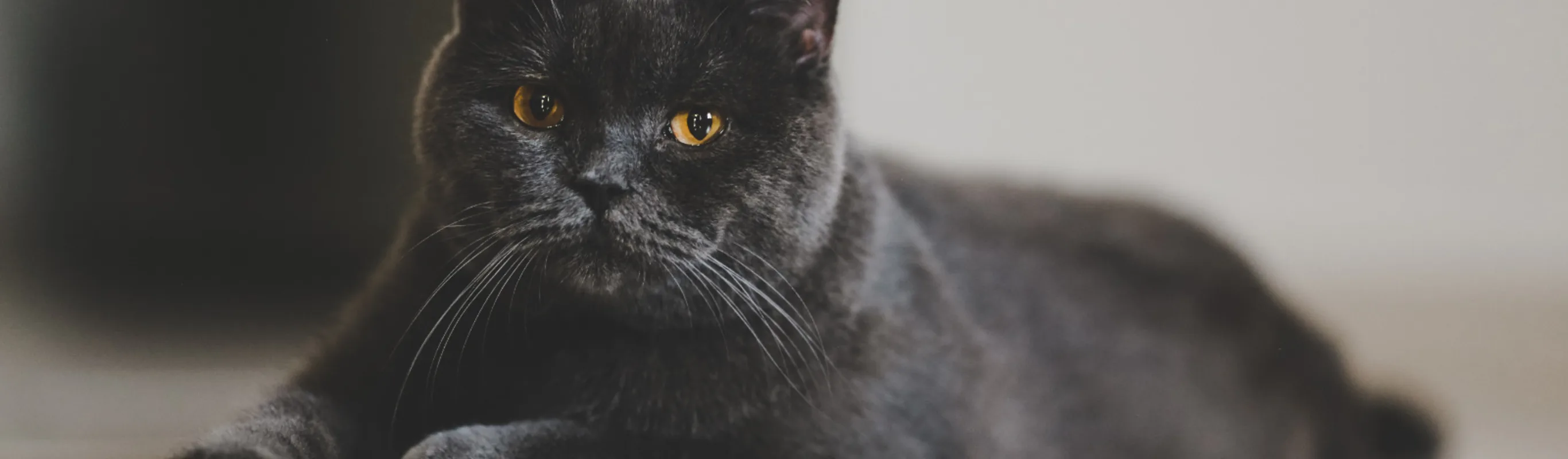 Black cat with yellow gold eyes laying on a floor Black cat with yellow gold eyes laying on a floor