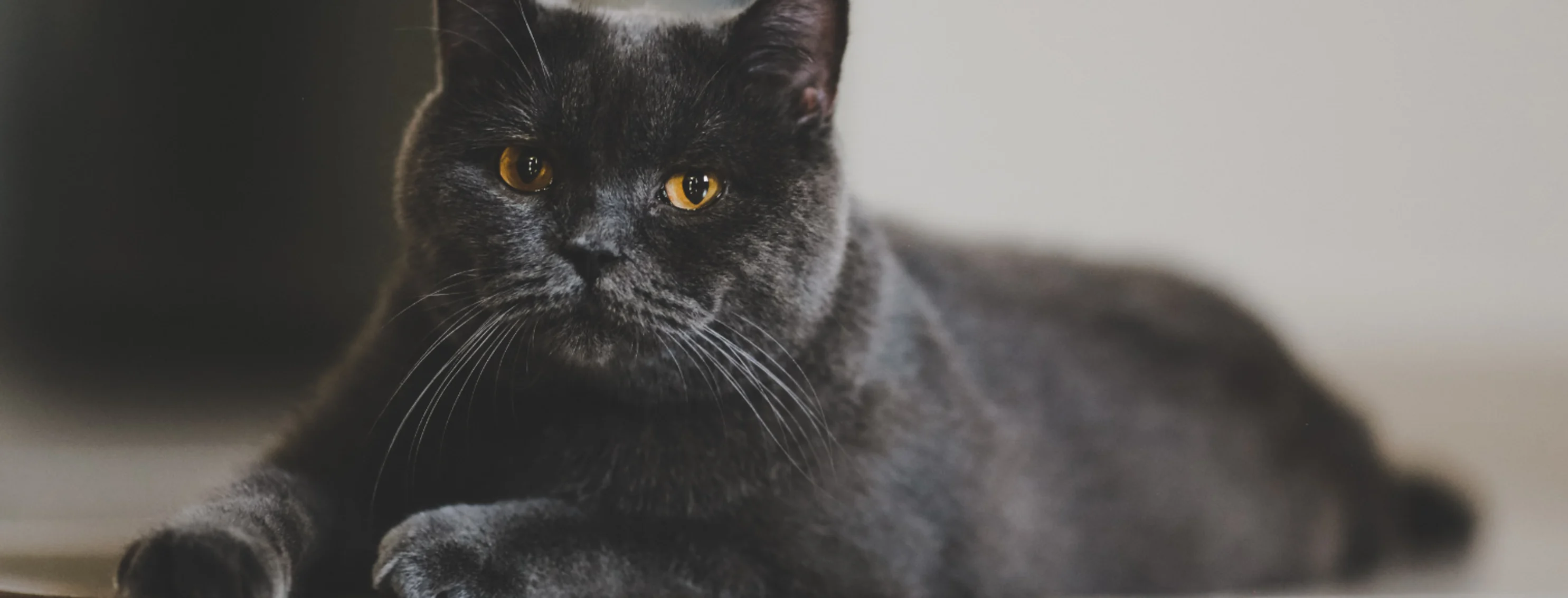 Black cat with yellow gold eyes laying on a floor 