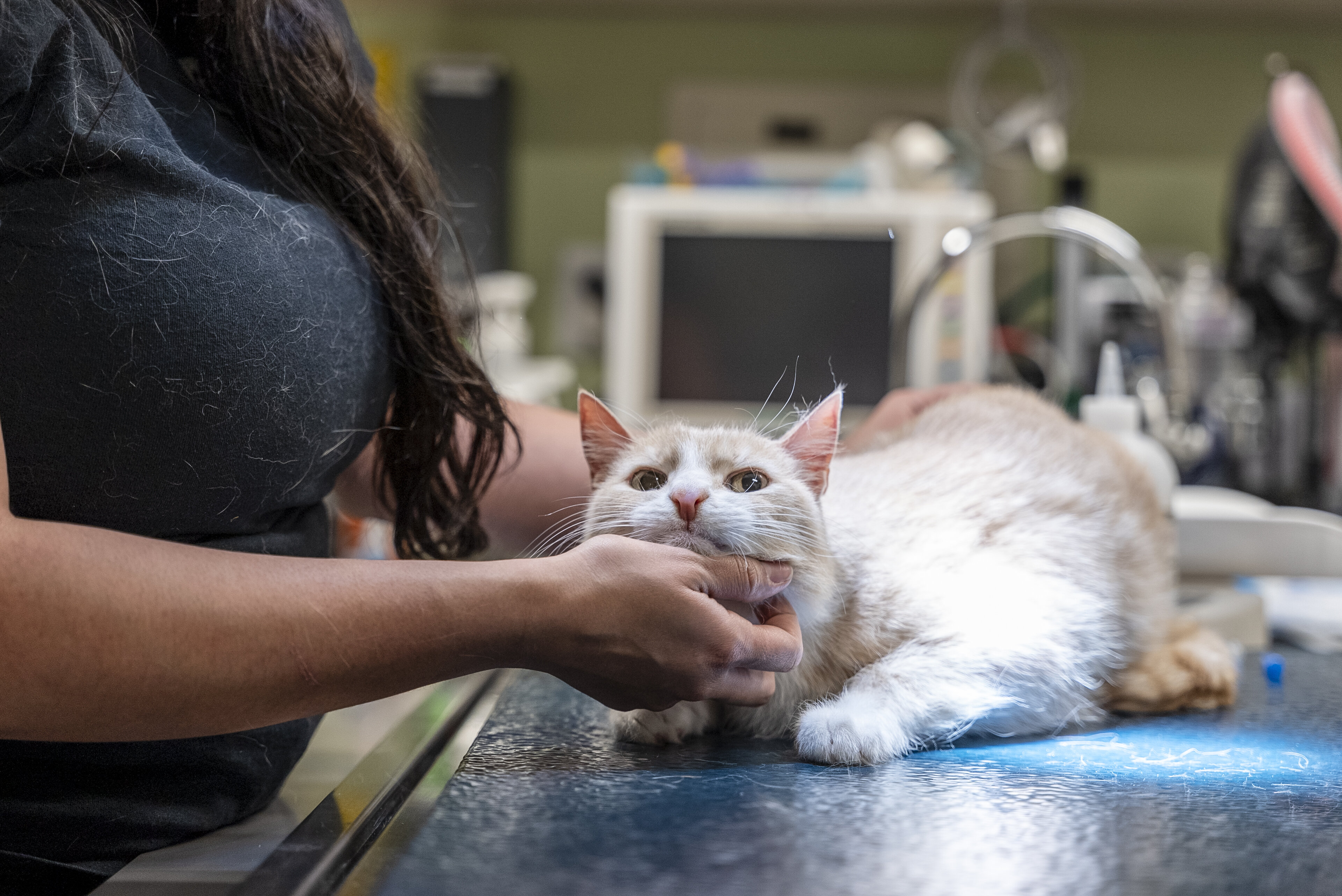 White and Orange Cat getting treated at SAGE Campbell