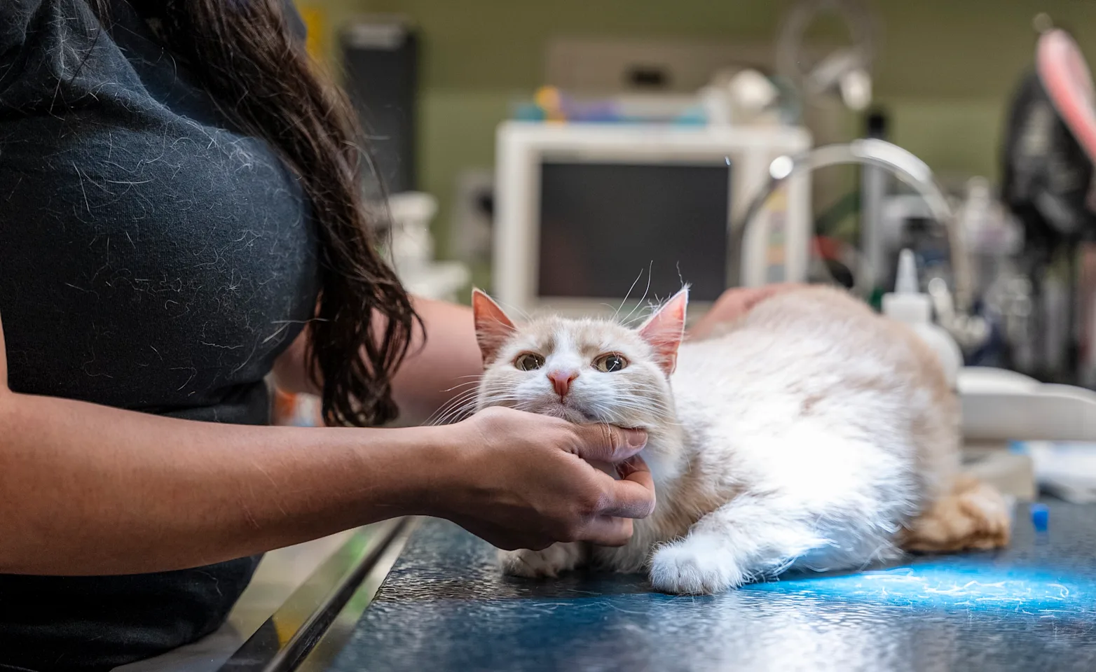 White and Orange Cat getting treated at SAGE Campbell White and Orange Cat getting treated at SAGE Campbell