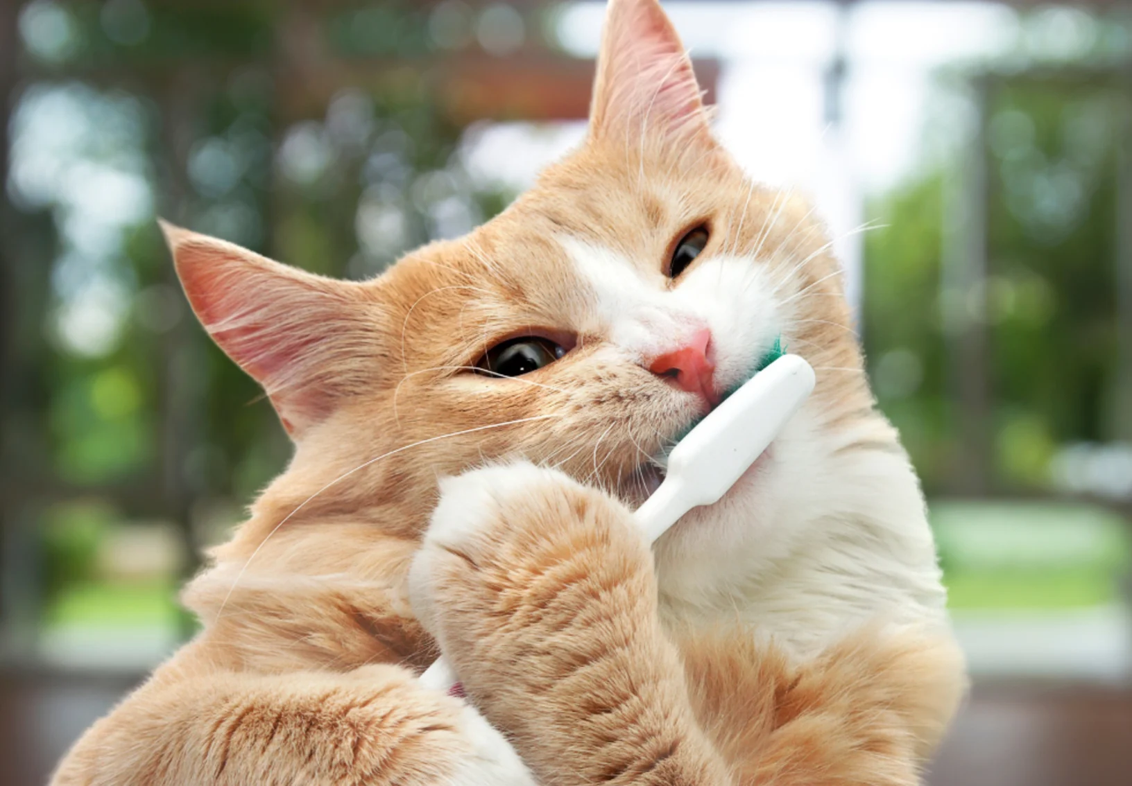 Orange Cat Chewing on a Toothbrush Orange Cat Chewing on a Toothbrush
