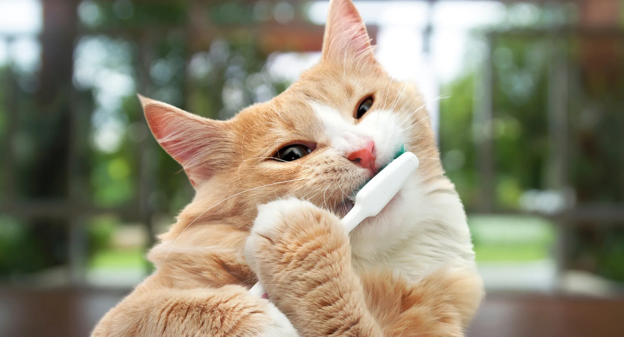 Orange Cat Chewing on a Toothbrush Orange Cat Chewing on a Toothbrush