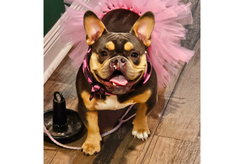 Tootsie (dog) Wearing a Tutu on Her Birthday