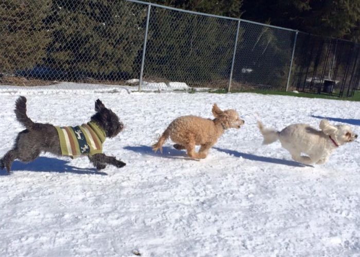 dogs running in snow