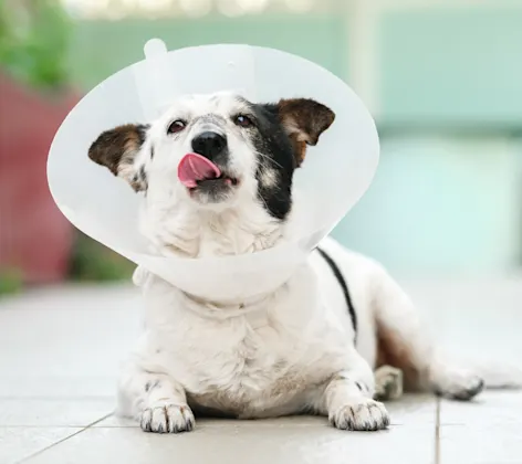 Dog in a cone sticking tongue out Dog in a cone sticking tongue out