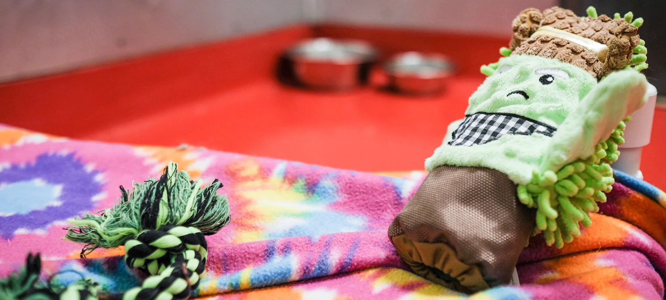 Toys, food, water, and dog bed Toys, food, water, and dog bed