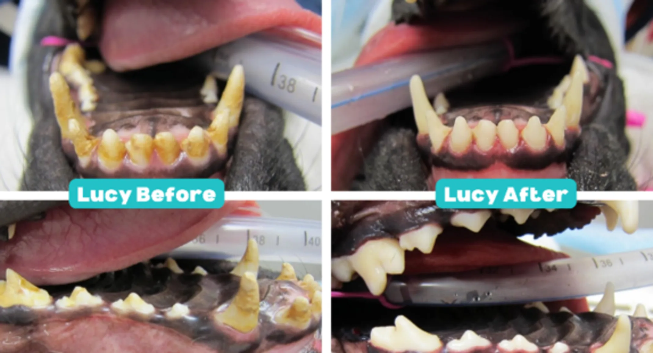 Lucy's before and after dental images Lucy's before and after dental images