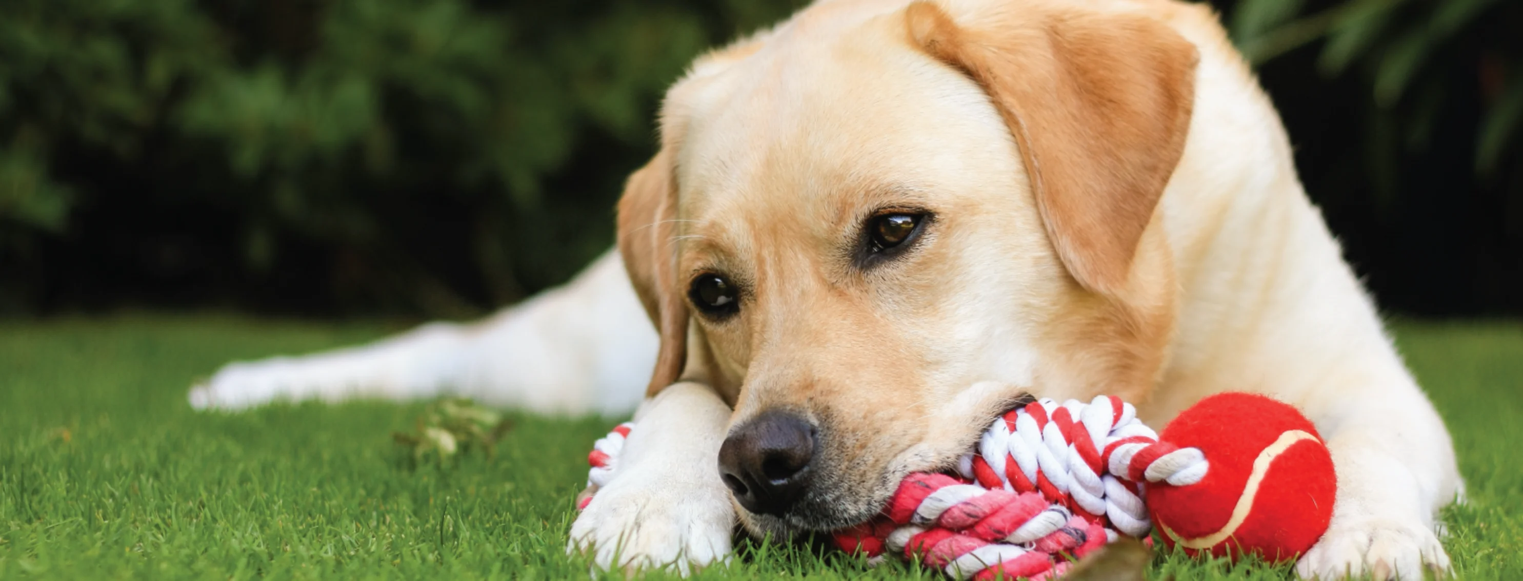 Dog with red toy Dog with red toy