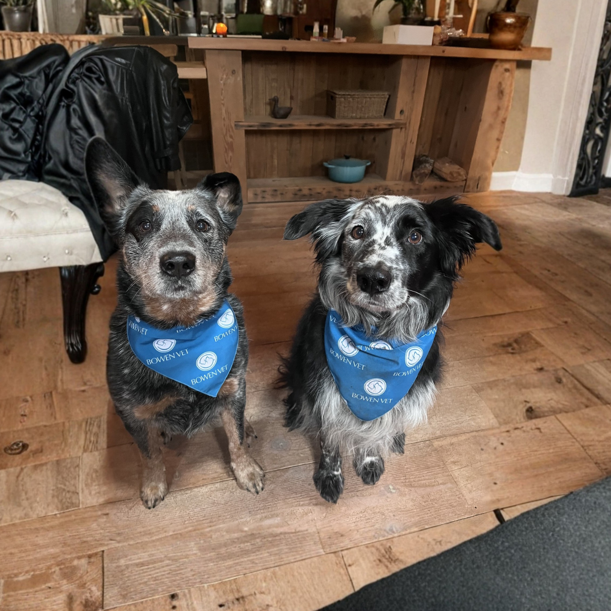 Two dogs wearing a bandana