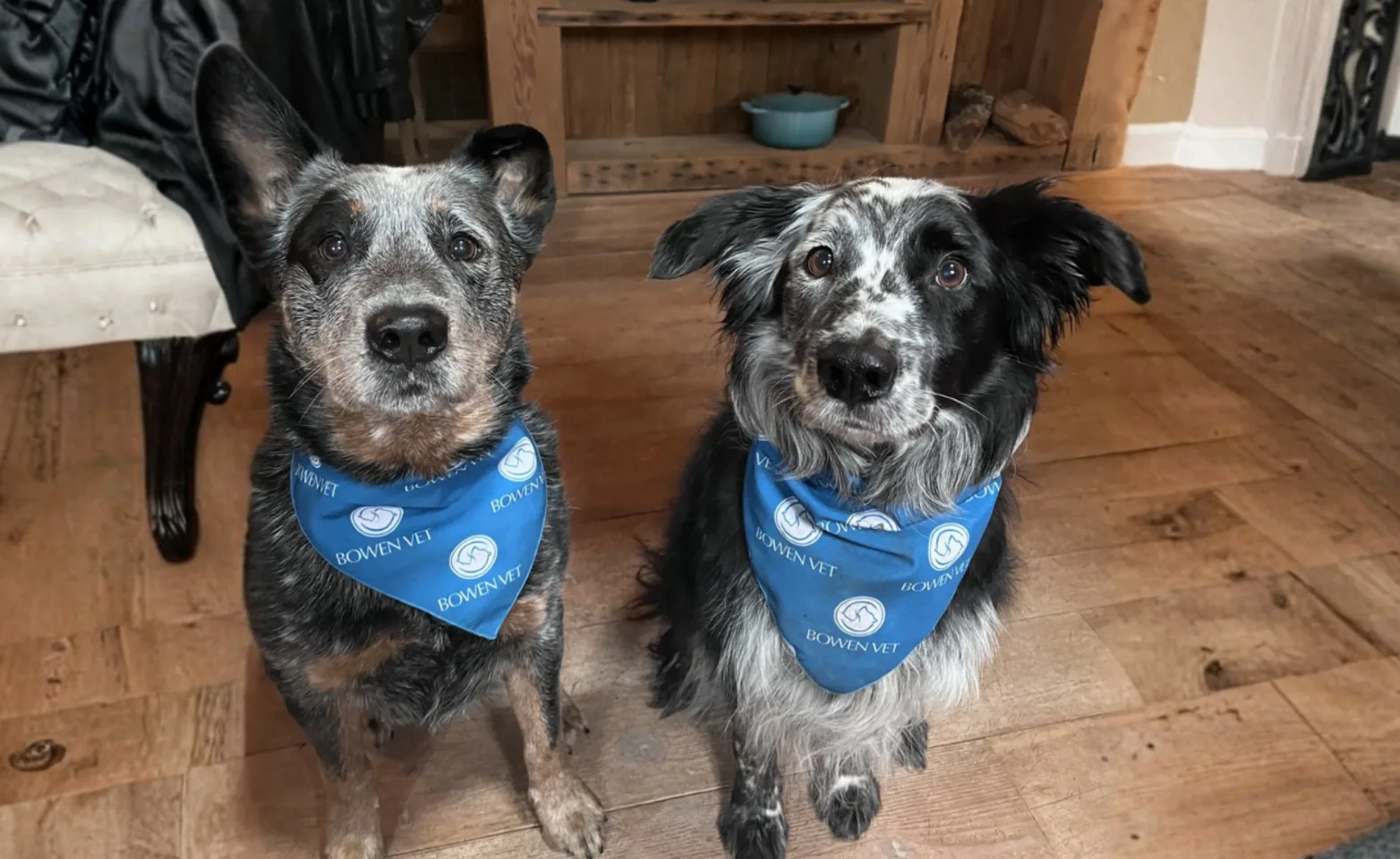 Two dogs wearing a bandana Two dogs wearing a bandana
