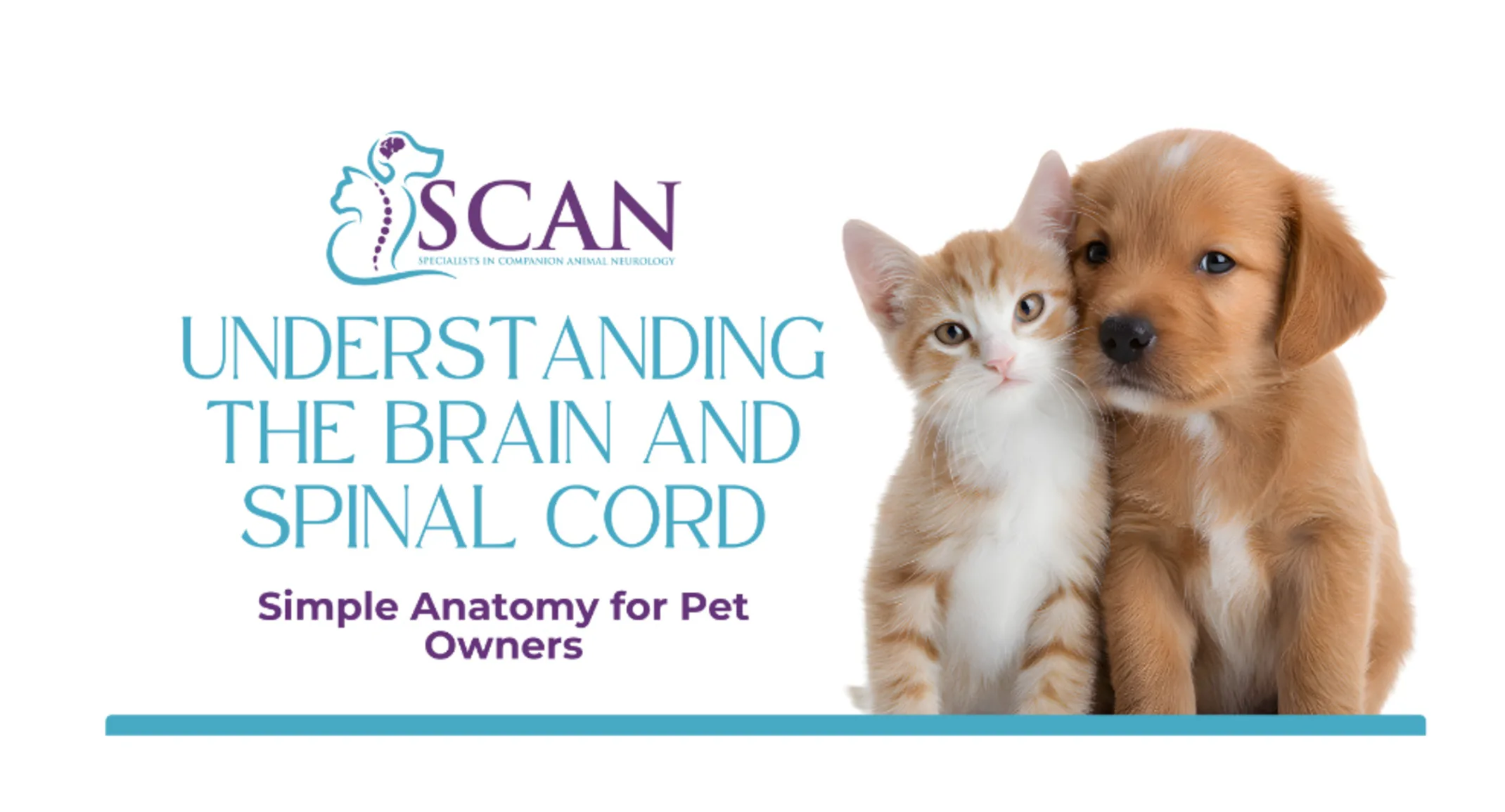Understanding the brain and spinal cord Understanding the brain and spinal cord