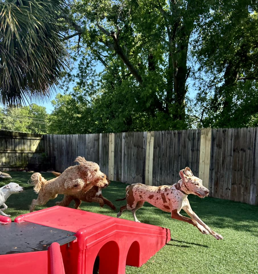 Several dogs playing and chasing each other at Club Mutts