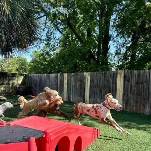 Several dogs playing and chasing each other at Club Mutts