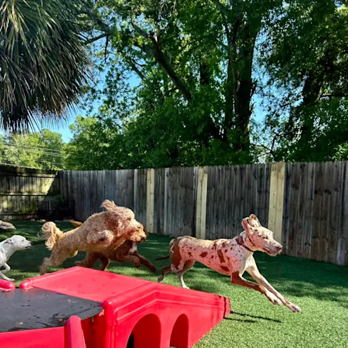 Several dogs playing and chasing each other at Club Mutts Several dogs playing and chasing each other at Club Mutts