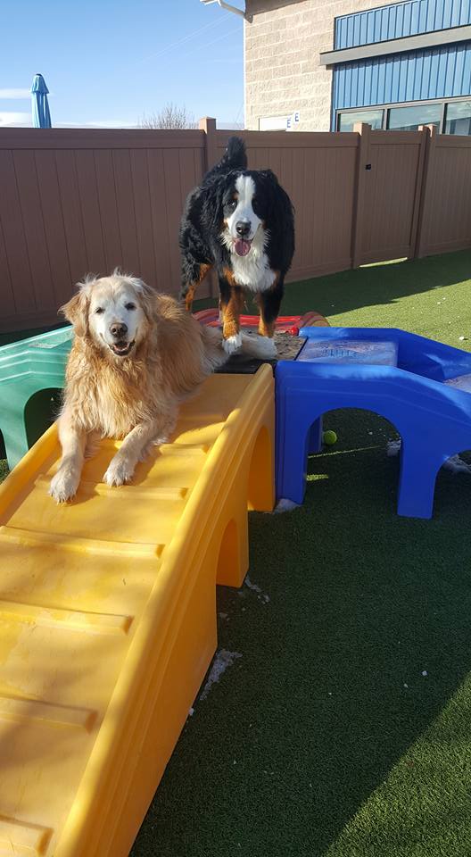 Dogs using playground equipment