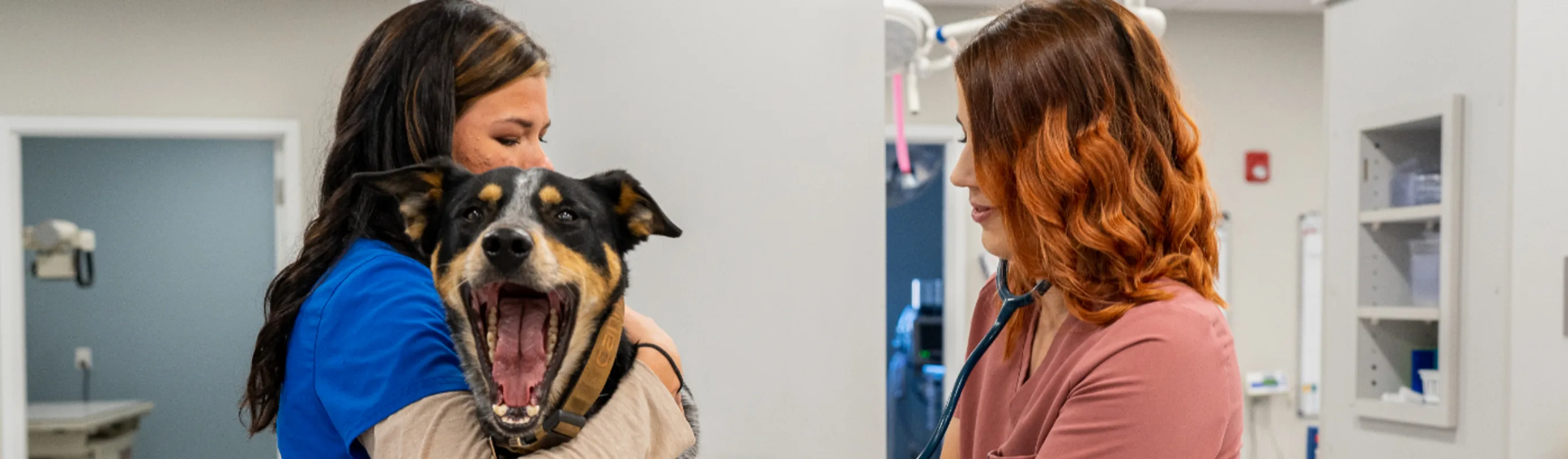 Dog with mouth open Dog with mouth open