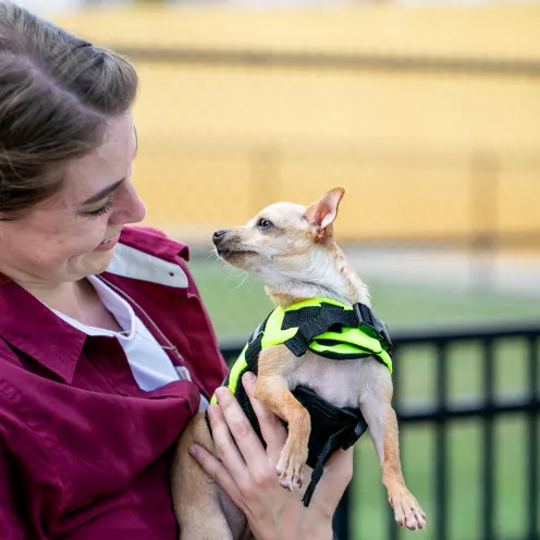 Uptown Hounds. This picture shows a female staff member holding a little tan Chihuaha in the playground.  While the dog is trying to give her a kiss on the face.  