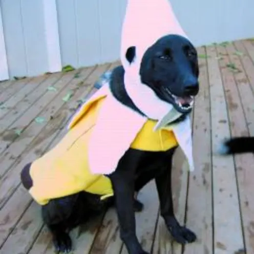 dog wearing a banana costume