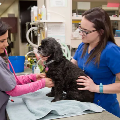 Park Veterinary Centre Main Desk