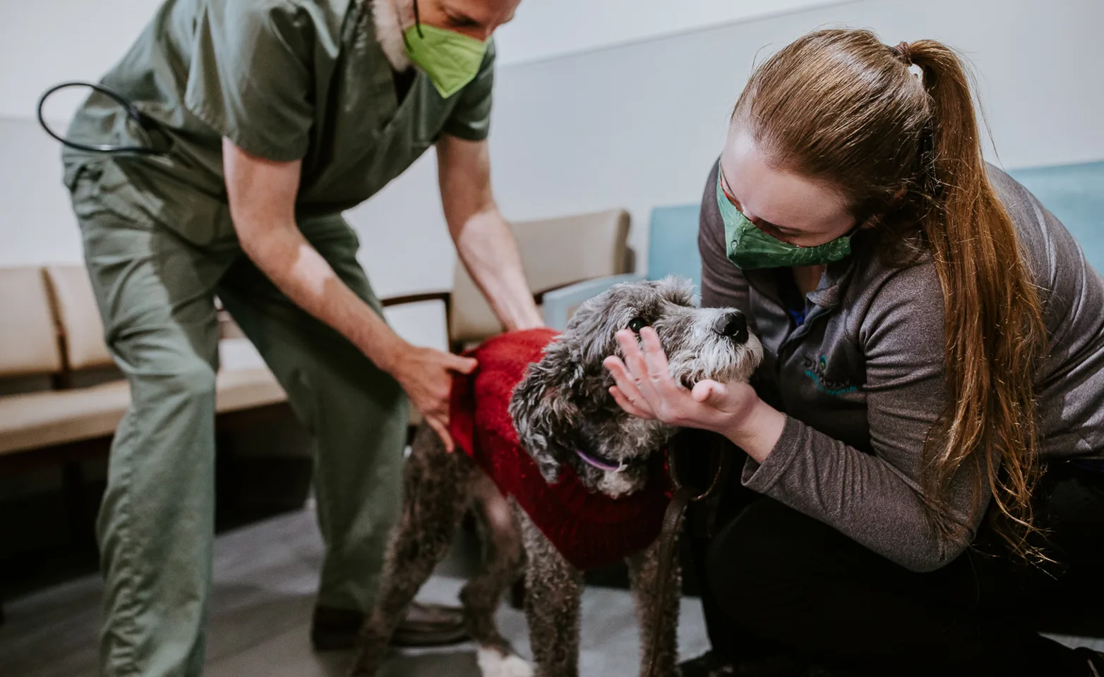  Two veterinarians helping a gray dog