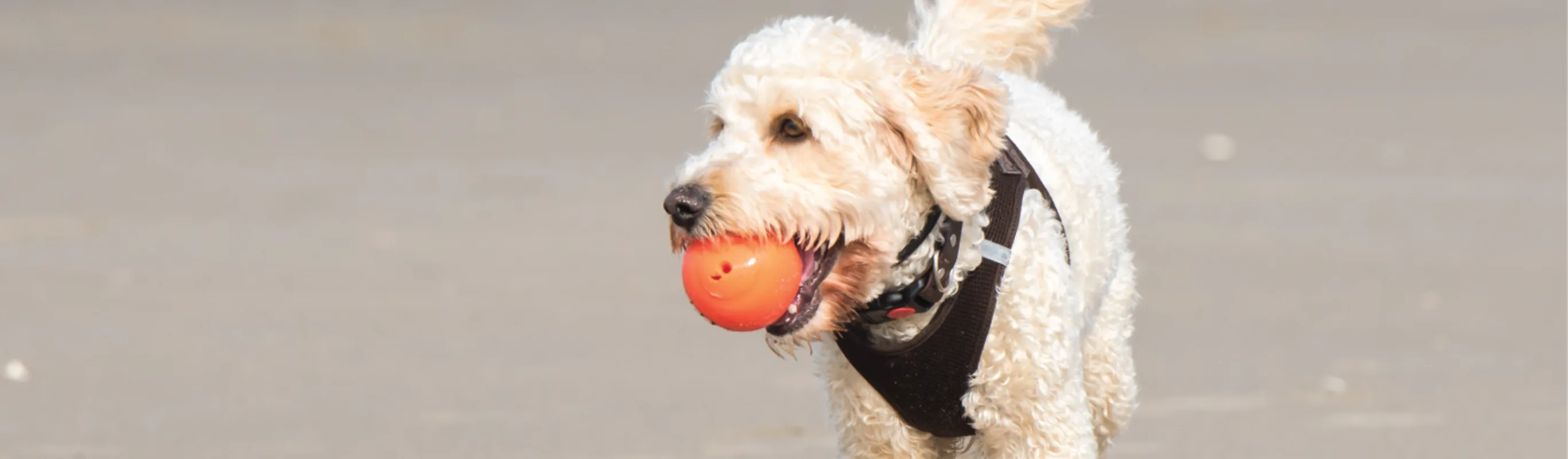 White Poodle is playing on a beach with an orange ball in its mouth. White Poodle is playing on a beach with an orange ball in its mouth.