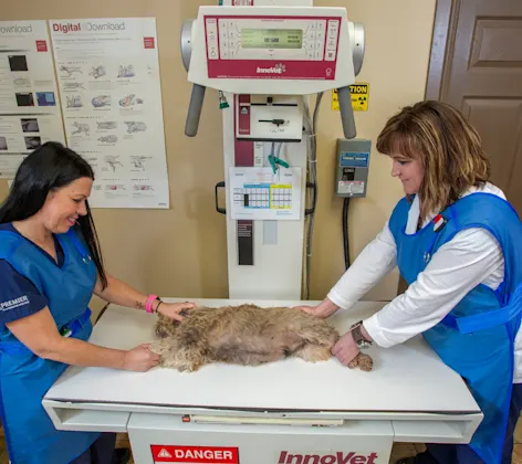 two staff members and a dog on the table two staff members and a dog on the table
