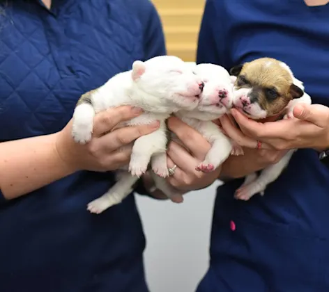 Artificial Insemination at Animal Medical Center of Hattiesburg. Artificial Insemination at Animal Medical Center of Hattiesburg.