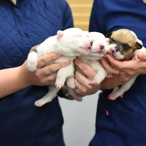 Artificial Insemination at Animal Medical Center of Hattiesburg. Artificial Insemination at Animal Medical Center of Hattiesburg.
