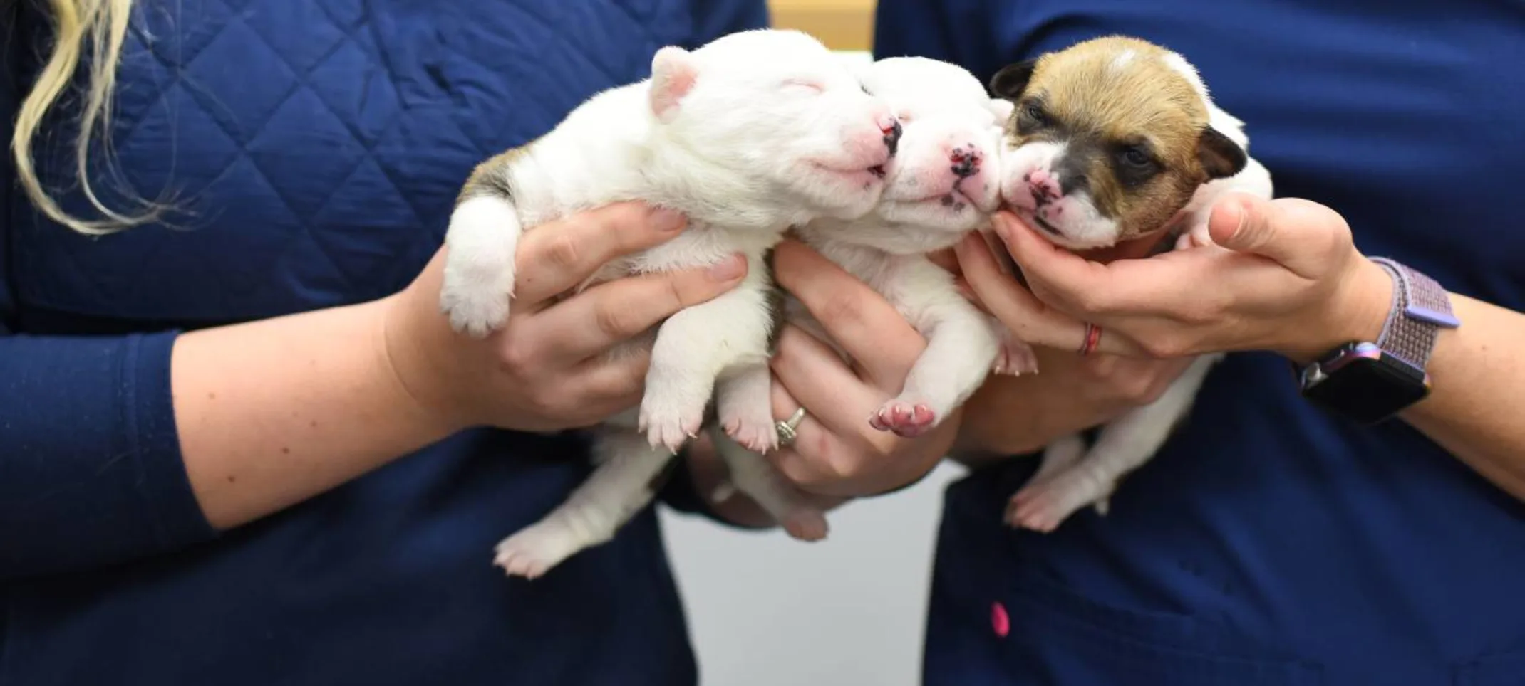 Artificial Insemination at Animal Medical Center of Hattiesburg. Artificial Insemination at Animal Medical Center of Hattiesburg.