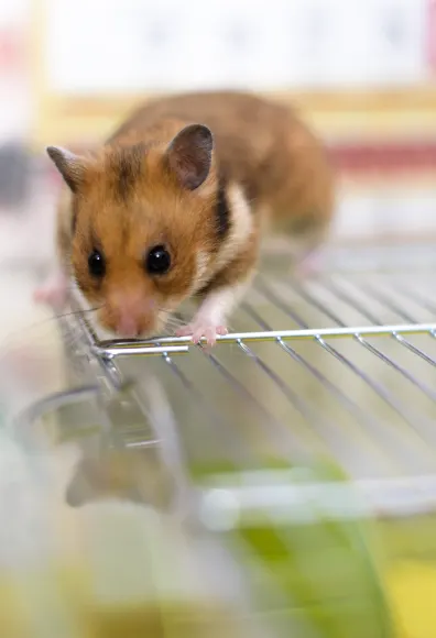 Hamster laying on a metal shelf