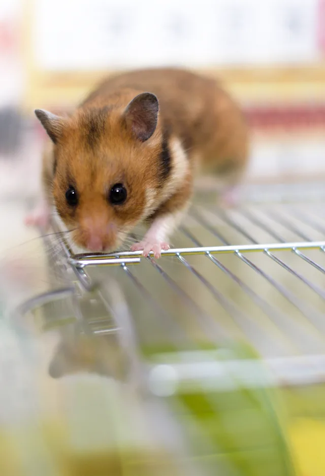 Hamster laying on a metal shelf Hamster laying on a metal shelf
