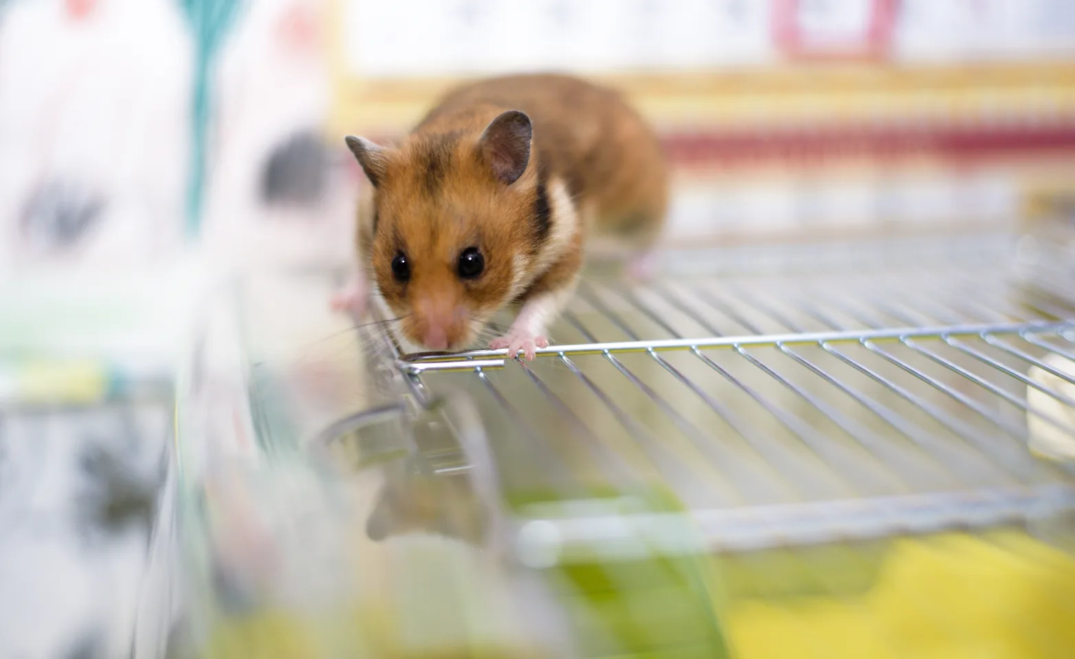 Hamster laying on a metal shelf