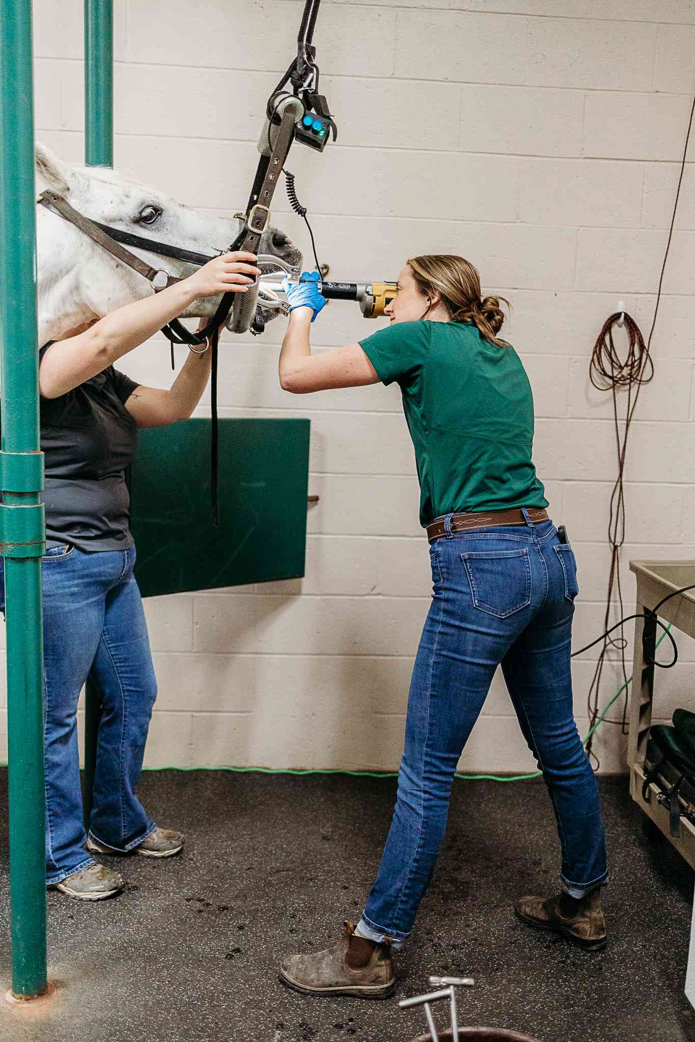 Doctor examining a horse's teeth