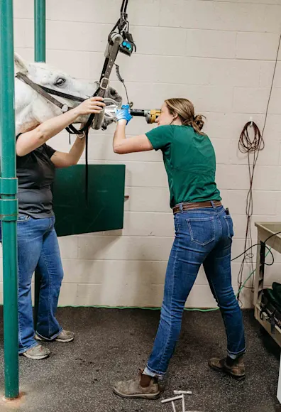 Doctor examining a horse's teeth Doctor examining a horse's teeth
