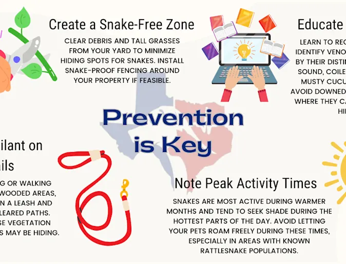 Venomous Snakebites Information Venomous Snakebites Information