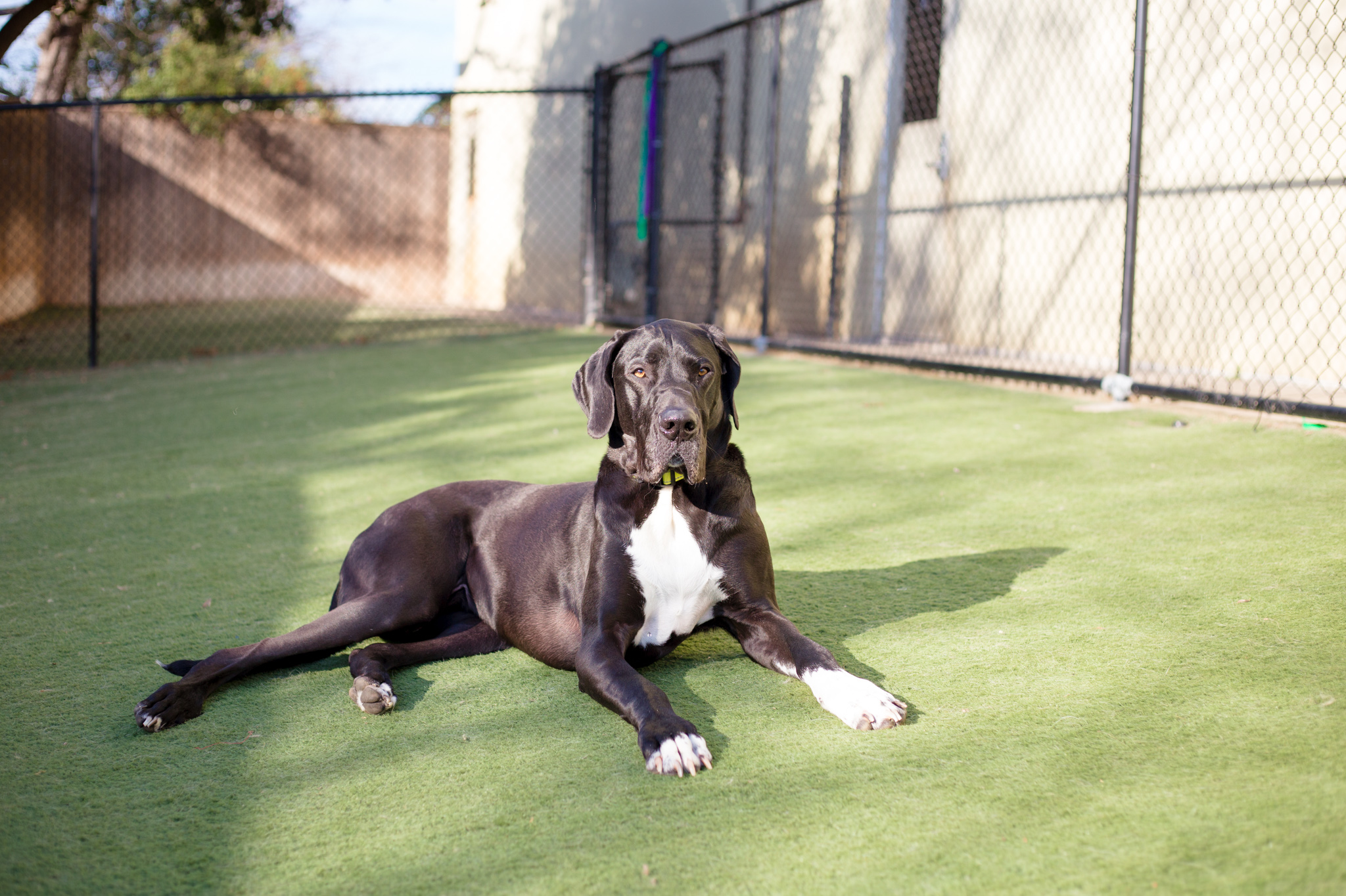 Dog laying inyard at Elite Suites dog daycare