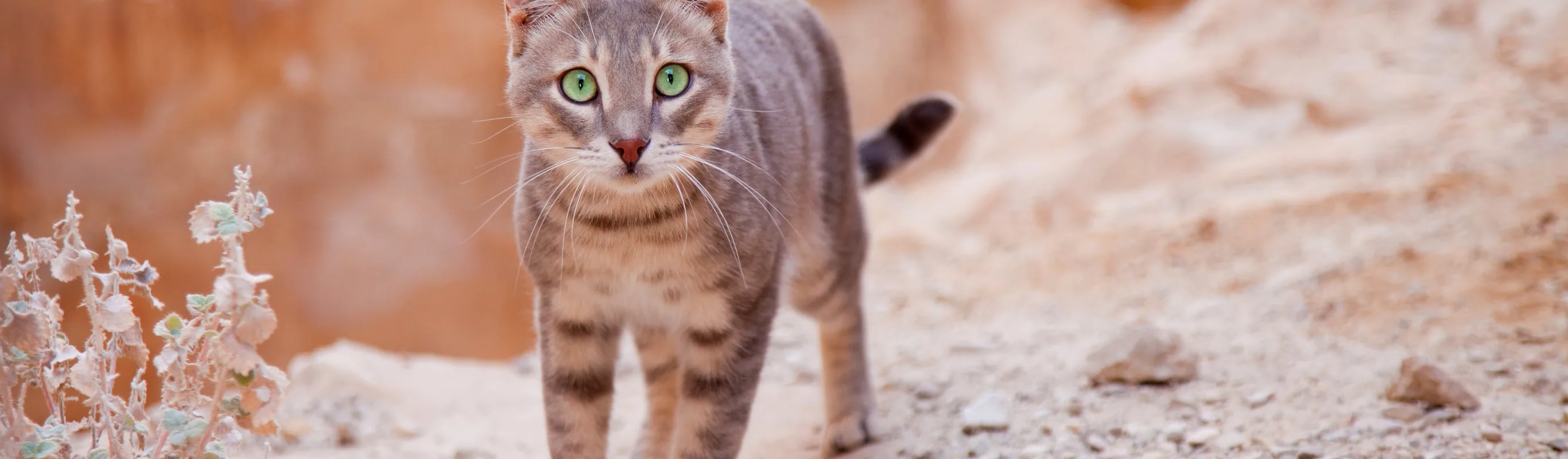 Cat on the sand Cat on the sand