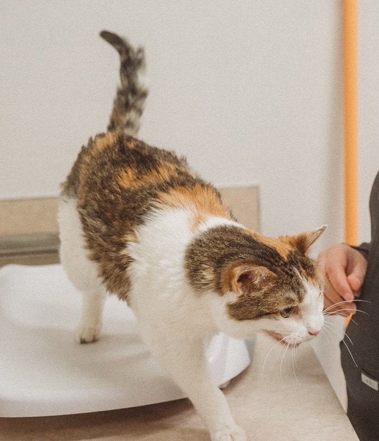 cat being weighed on small scale