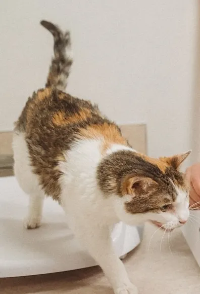 cat being weighed on small scale cat being weighed on small scale