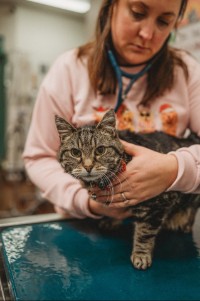 cat being weighed on small scale