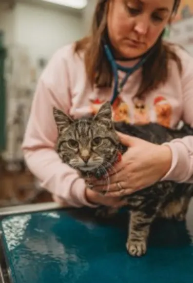 cat being weighed on small scale cat being weighed on small scale
