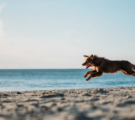 dog leaping at the beach dog leaping at the beach