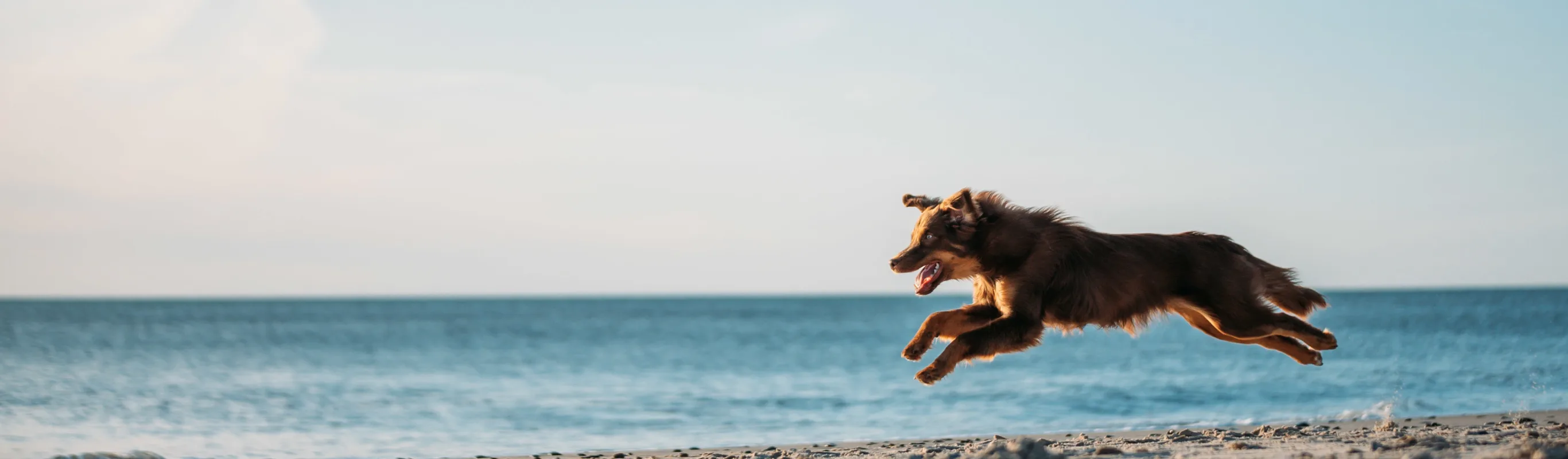 dog leaping at the beach