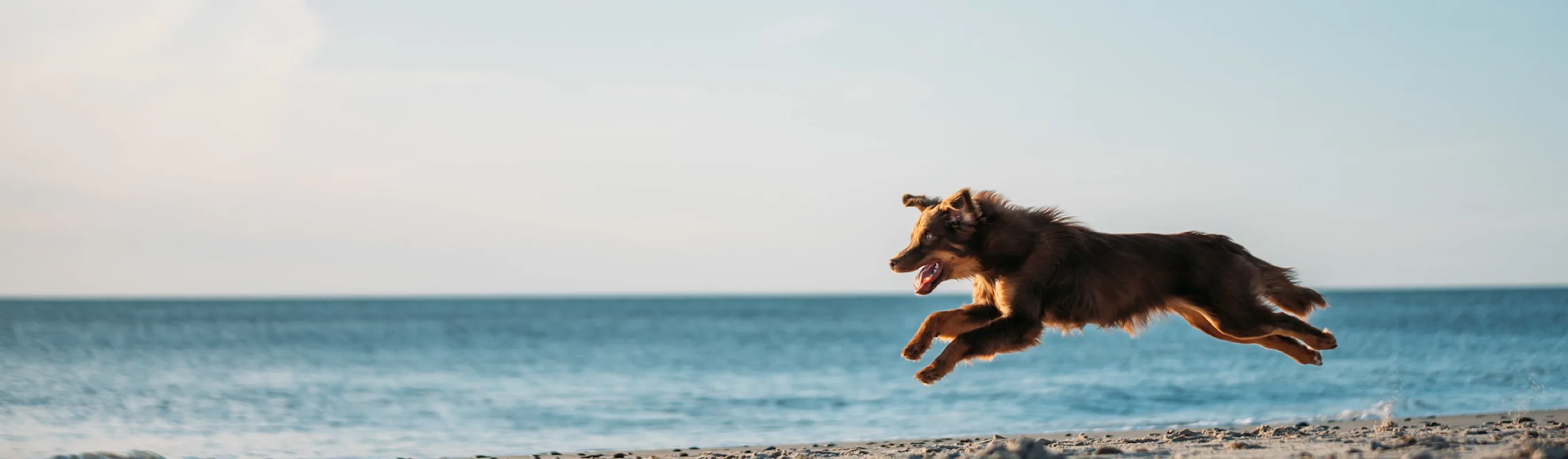dog leaping at the beach dog leaping at the beach