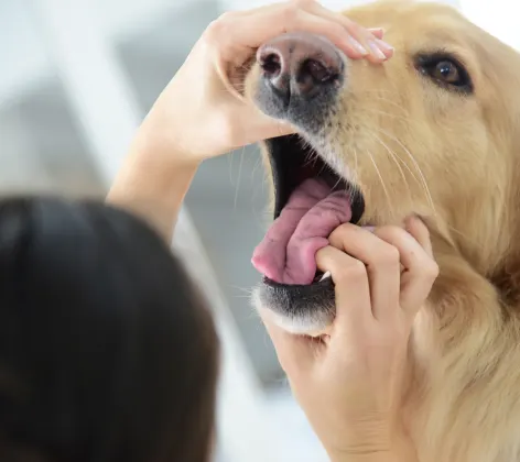 Staff member examining dog mouth Staff member examining dog mouth