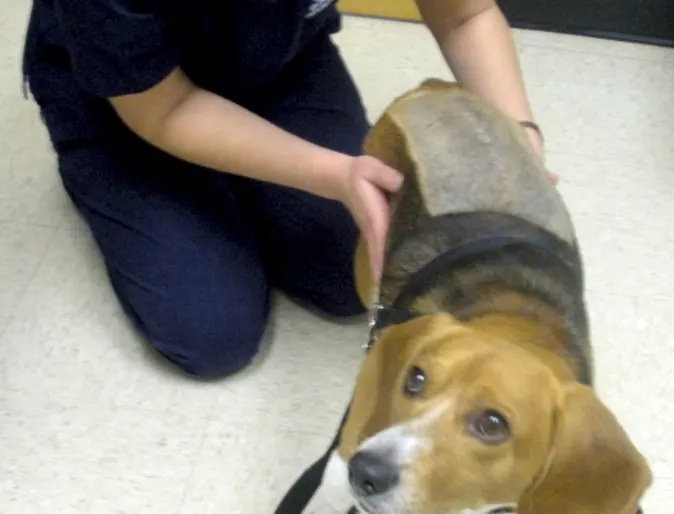 Vet holding dog named Dallas Vet holding dog named Dallas